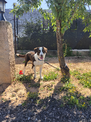Adopter Léo
