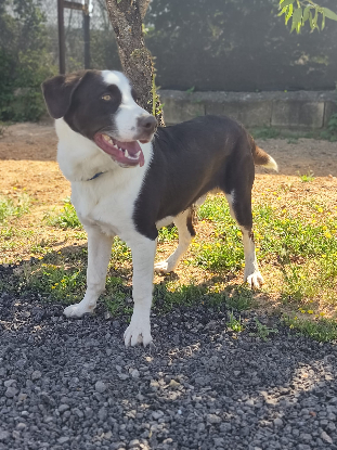 Adopter Léo