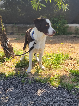 Adoption Léo