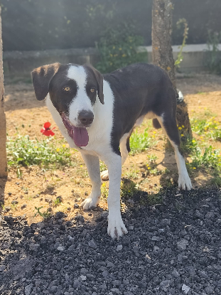Adoption Léo