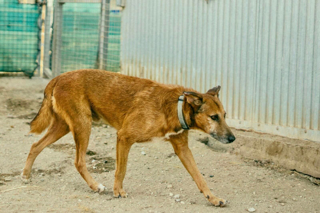 Adopter Thor et odín