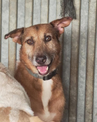 Adopter Thor et odín