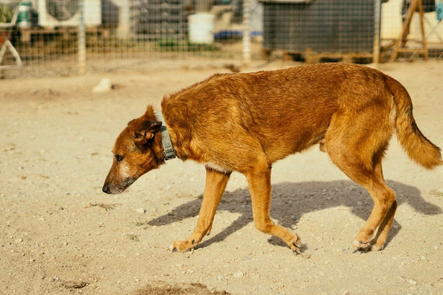 Adoption Thor et odín
