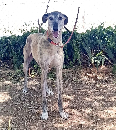 Adopter Chapu