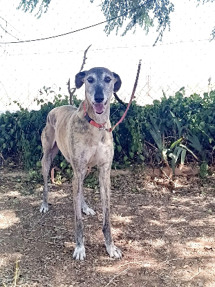 Adopter Chapu