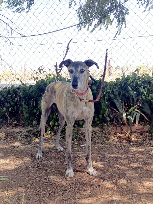 Adoption Chapu