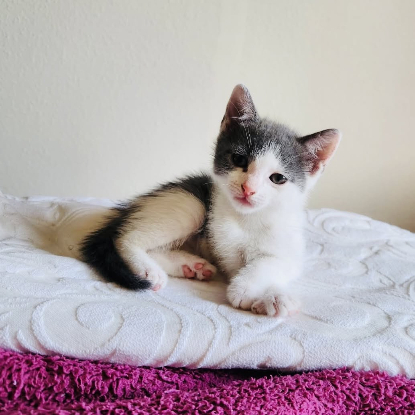 Adopter Poucette