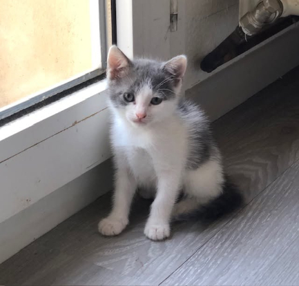 Adopter Poucette