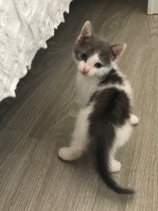 Adopter Poucette