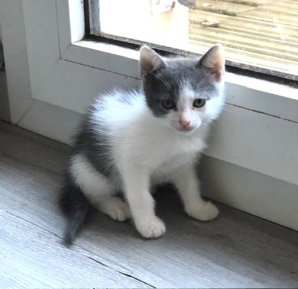 Adoption Poucette