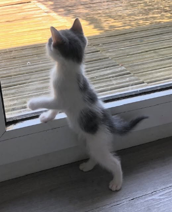 Adoption Poucette