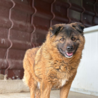 Adopter  chien : Bear