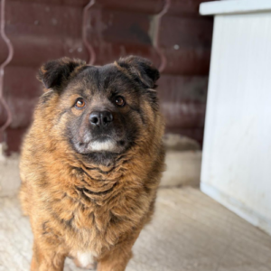 Adopter Bear
