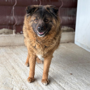 Adopter Bear