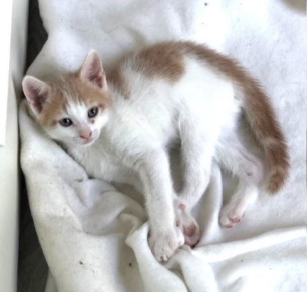 Adopter Bibou