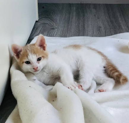 Adopter Bibou