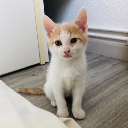 Adopter Bibou