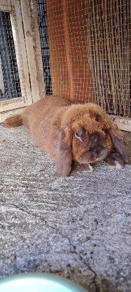 Adopter Chocolat