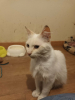 Eliott