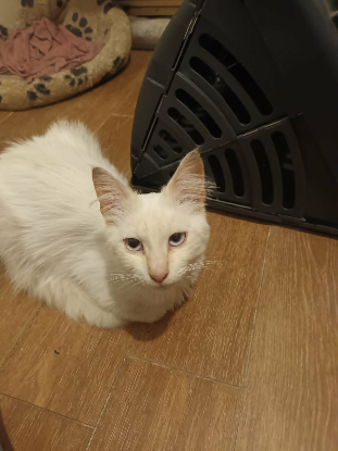 Adopter Eliott