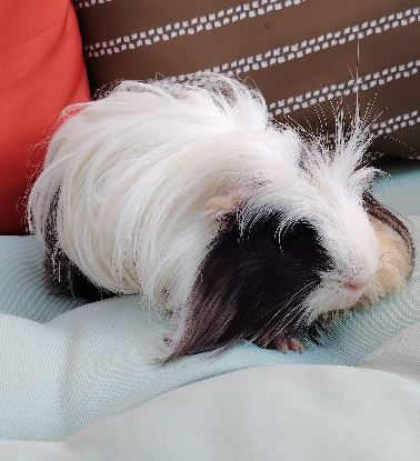 Adopter Moshi