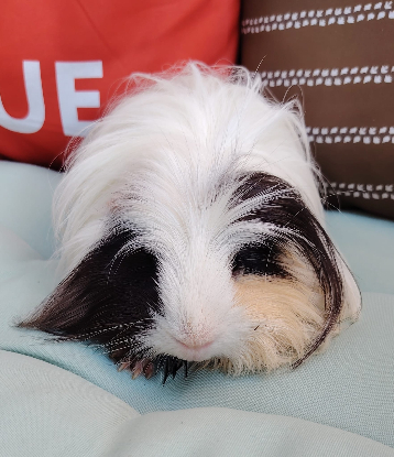 Adopter Moshi