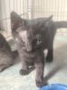 Bagheera
