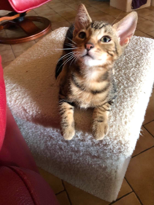 Adopter Vasco