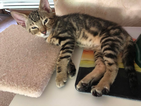 Adopter Vasco