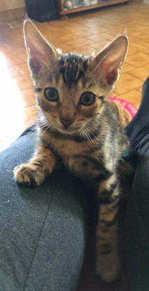 Adopter Vasco