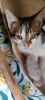 Tabasco