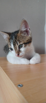 Adopter Tabasco