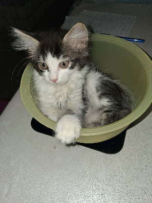 Adopter Bebop