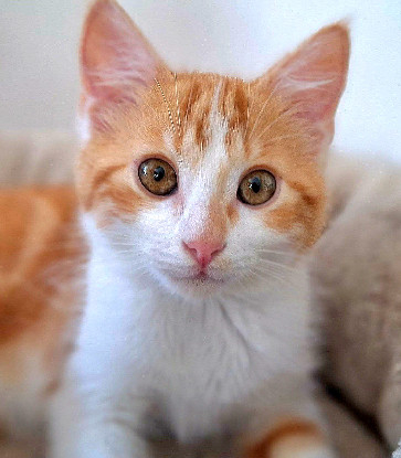 Adopter Chipeur