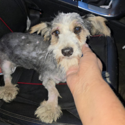 Adopter Myron