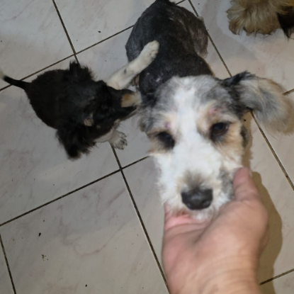 Adopter Myron