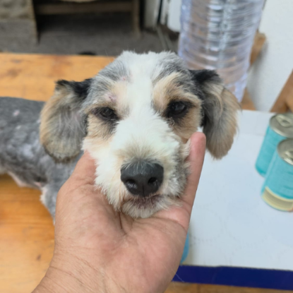 Adopter Myron