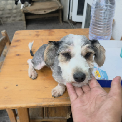 Adoption Myron