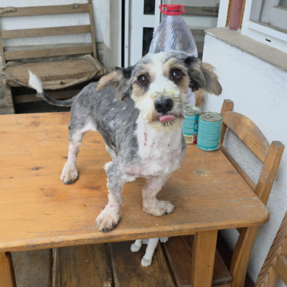 Adoption Myron
