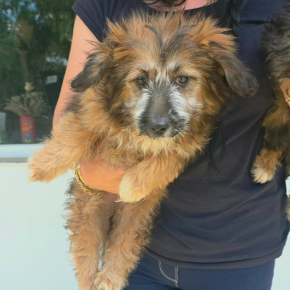 Adopter Moka