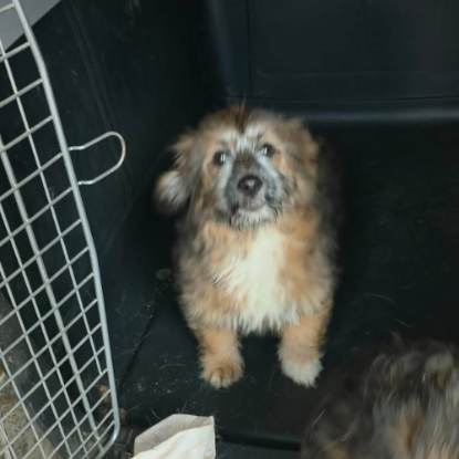 Adoption Moka