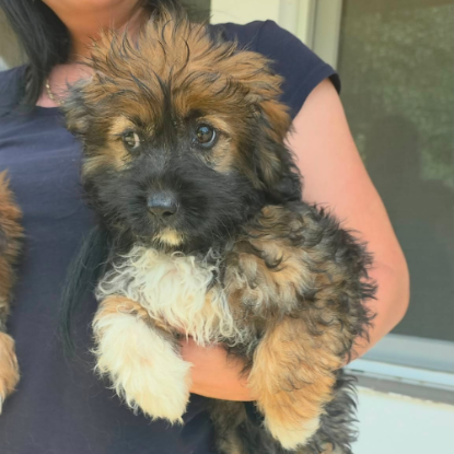 Adopter Jena