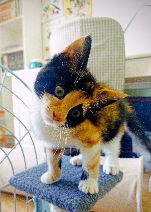 Adopter Bixie