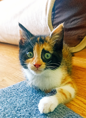 Adopter Bixie