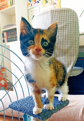 Adoption Bixie