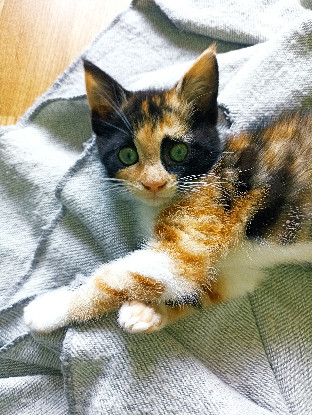 Adoption Bixie
