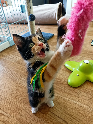 Adopter Bixie