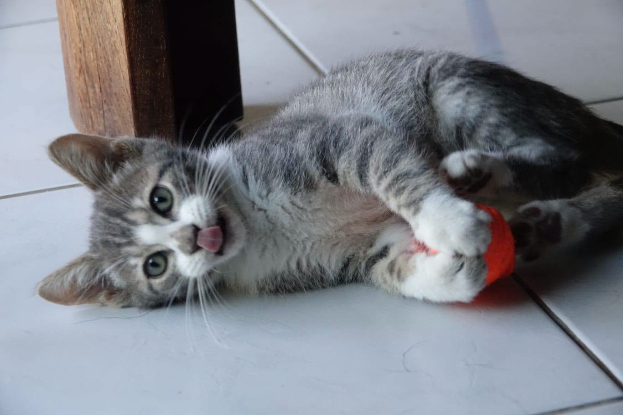 Adopter Burdy