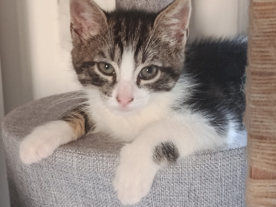 Adopter Afty