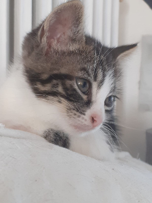 Adopter Afty